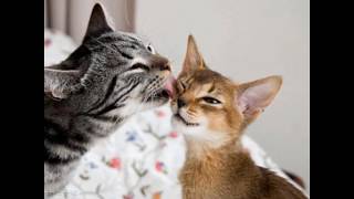 OCULTEI - ELIZETH CARDOSO & RADAMÉS GNATTALLI