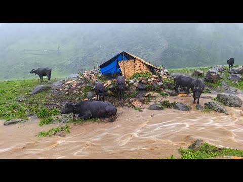This Is Himalyan Nepali Mountain Village Life Heavy Rainy Day |Naturelly Village Dacumentary Video |