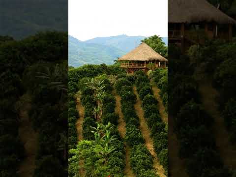 ¡VISTA ÉPICA de Finca Quindiana! ☕️ Drone en el Eje Cafetero #Shorts