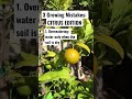Here are 3 mistakes you might be making with your citrus trees