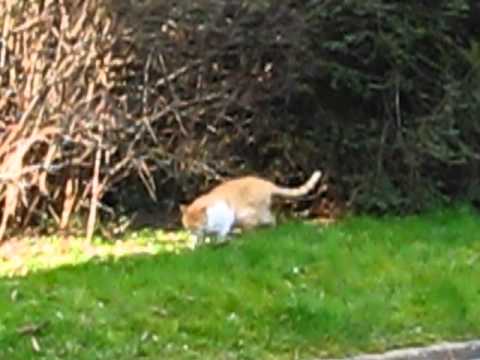 Le chat Edouard se promène - Cat walking around