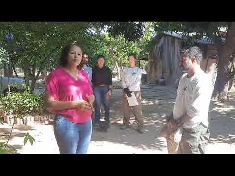 IPAM ENTREGA MUDAS NATIVAS E FRUTÍFERAS 