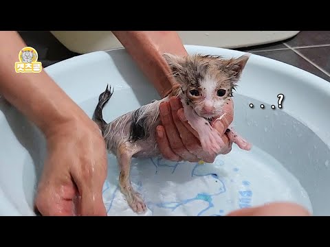 어미에게 버림 받은 아기 고양이에게 따뜻한 목욕을 선물했더니