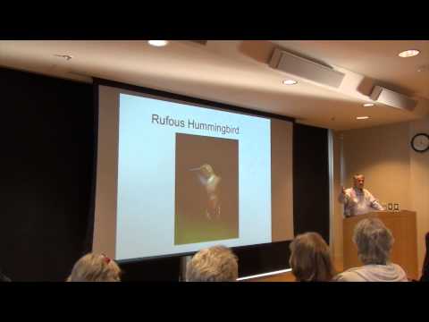 The Incredible Rufous Hummingbird Migration Story