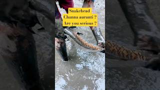 Download lagu are you serious? auranti snakehead? #channa #aurantimaculata #fish #snakehead mp3