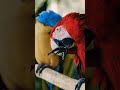 Macaw No Copyright Macaw Parrot