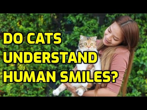 Can Cats Tell When You're Smiling?