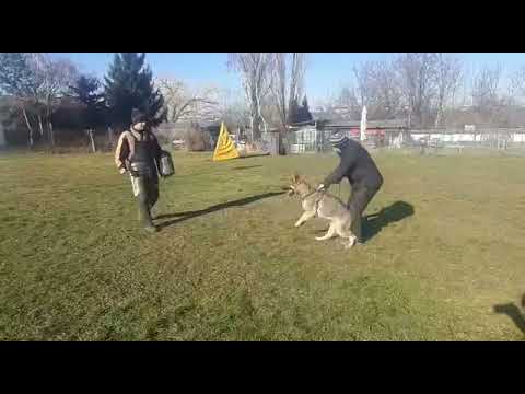 Champion K’nox Vom Tollhaus daughter is available now. We are getting her ready for IPO-I.