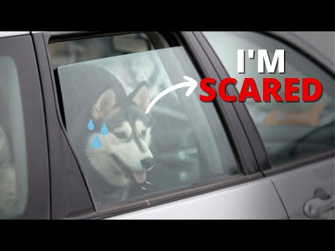7 Most Common Things Siberian Huskies are Scared of and How to Deal with