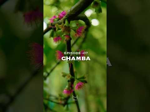 Hortus Malabaricus episode 007 Chamba