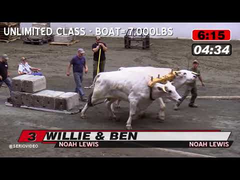 Big E 18 Oxen Pull Unlimited Class