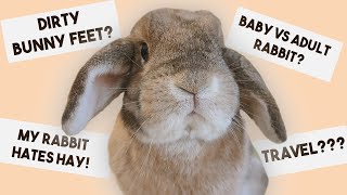 Your Bunny Questions Answered 🐰 | Baby Bunnies, Chew Toys, Parental Persuasion & More!