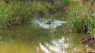 Download lagu Scary! While fishing for snakehead fish, the bait was snatched by a monster snakehead. mp3 Download lagu Scary! While fishing for snakehead fish, the bait was snatched by a monster snakehead. mp3