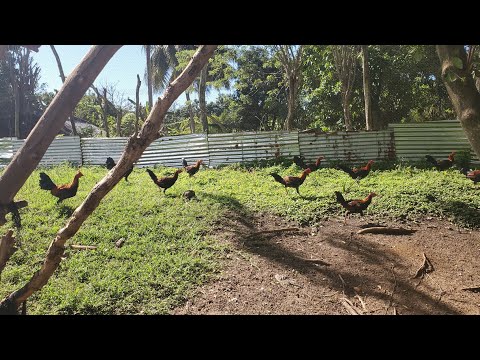 SUPER MACHEROS DAGOBERTO FERNÁNDEZ.