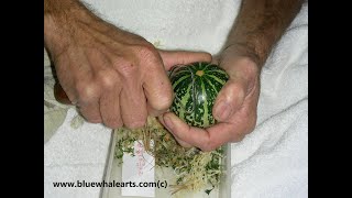 How to Green Clean Gourds with Blue Whale Arts