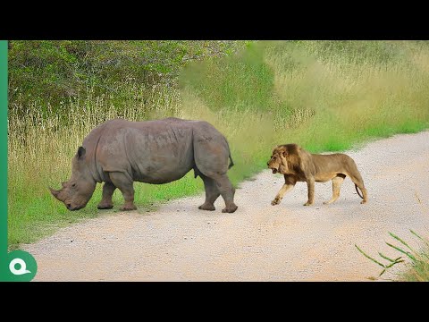 Look What Happened When This Lion Attacked Rhino