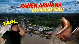 Download lagu #6 TERKEJUT, SEKAMPUNG ISINYA ARWANA..! NANGA SUHAID KAPUAS HULU..!! mp3 Download lagu #6 TERKEJUT, SEKAMPUNG ISINYA ARWANA..! NANGA SUHAID KAPUAS HULU..!! mp3