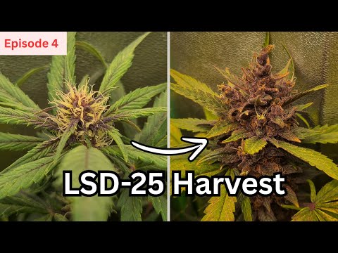 EP. 4 Final Harvest & Results | LSD-25 Autoflower Grow by FastBuds