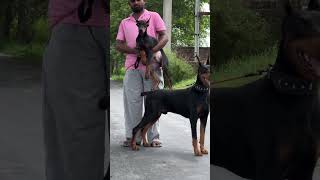 Doberman Best Quality Dog Breed 😈 #shorts #dog #dogs #new