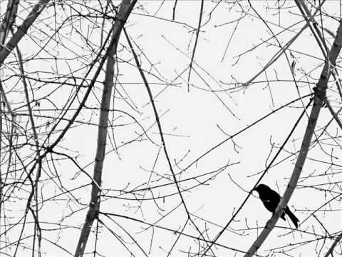 Ocelote Rojo - Nostalgia