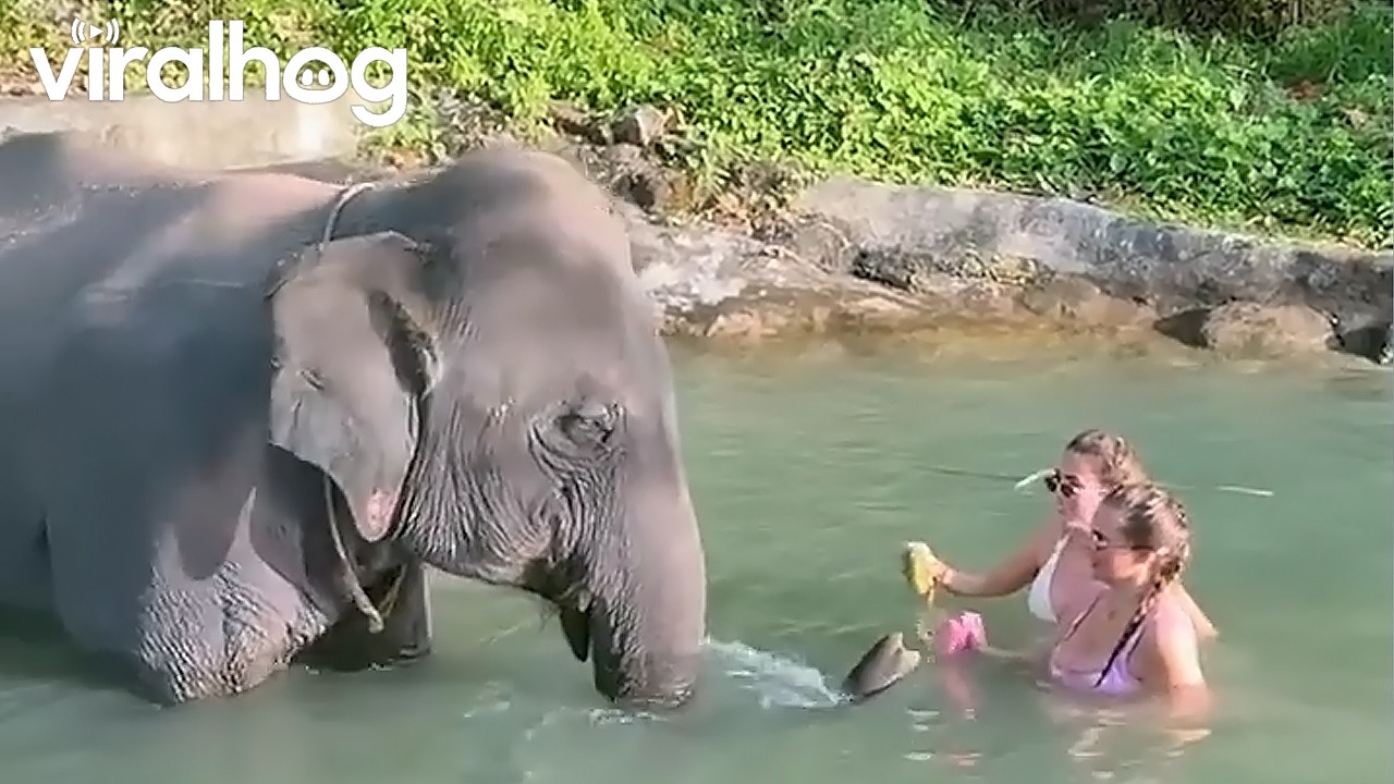 Elephant Bath Time Gone Wrong || ViralHog