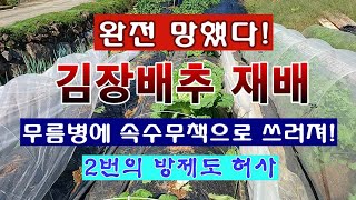 [ 텃밭농부 2,079] 완전히 망했다 올 김장배추 재배. 무름병으로 완전 폭망! #배추재배