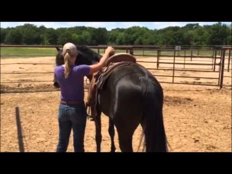 Allas - 2012 Arabian Stallion - Rider & Ground Work