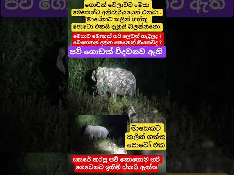 මේ දවස් වල රෑට රෑට අතු බිදින ලෙඩ අලියා #trendingshorts #scary #news #elephant #whildlife