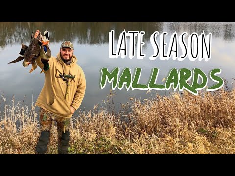 Duck Hunting over a Stacked Farm Pond! | Shotkam Duck Hunting 2020