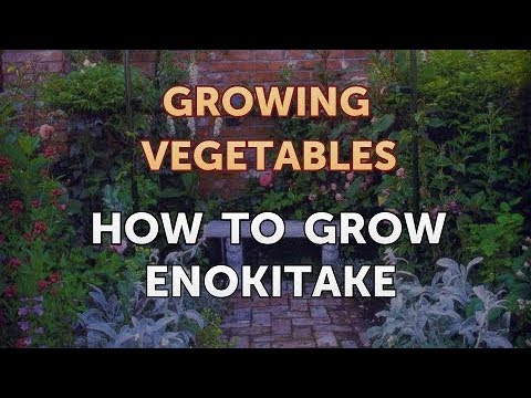 When to Pick Hungarian Hot Wax Peppers