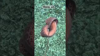 We like to eat moray eel for dinner 🍽️#spearfishing #fisherman