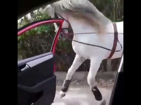 Άλογο «χορεύει» την ποντιακή εκδοχή του «Kiki do you love me» και προκαλεί εντυπώσεις