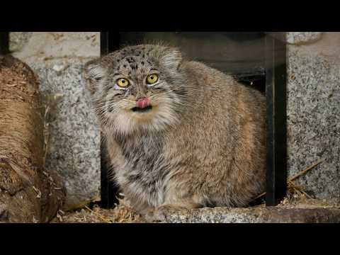 Pema the Pallas's cat goes shopping @manulization