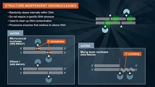 Download lagu What are endonucleases and their applications? mp3 Download lagu What are endonucleases and their applications? mp3
