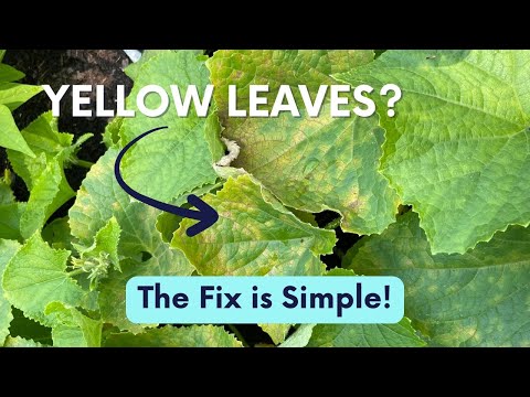 Cucumber Leaves Yellowing? Here’s What You’re Missing!