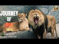 The Journey Of Lion हिन्दी डॉक्यूमेंट्री Wildlife Documentary 