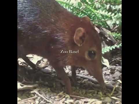 Nuvola アプリの日付.svg