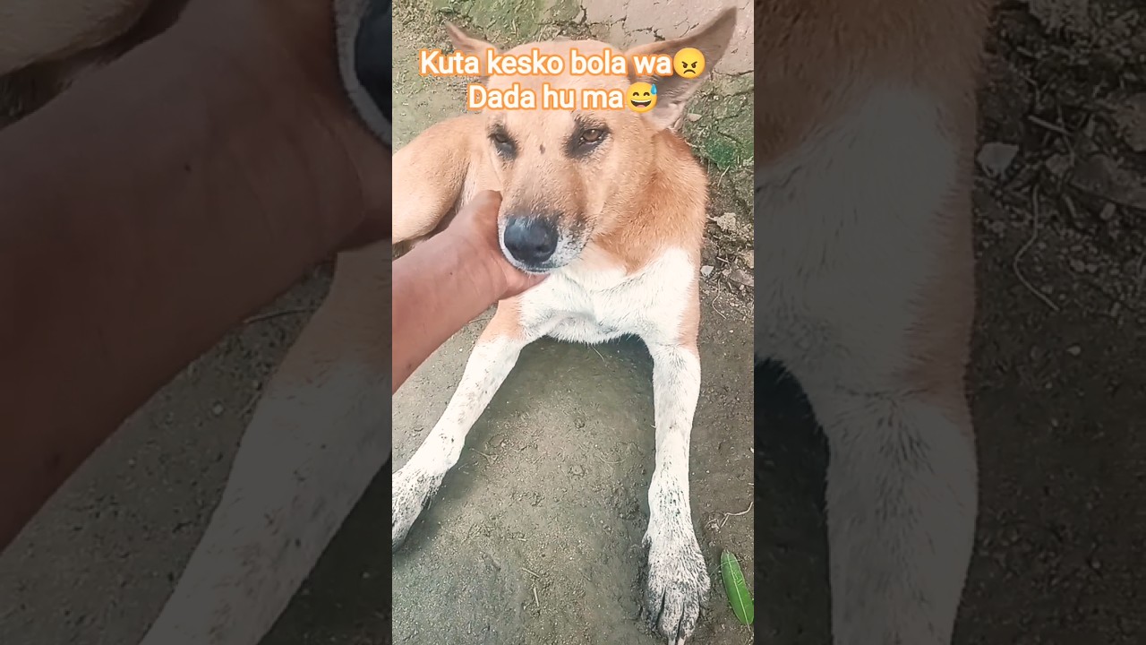 kuta kesko bola wa 😠 Dada hu ma😂 #funny 🤣#gazni #dogs 🐕#viralvideo #ytshorts
