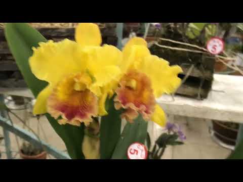 Exposição de Orquídeas de Piracanjuba Go , Vd 01