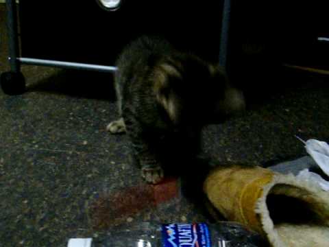 Listen, people love kittiiieeeessssss!