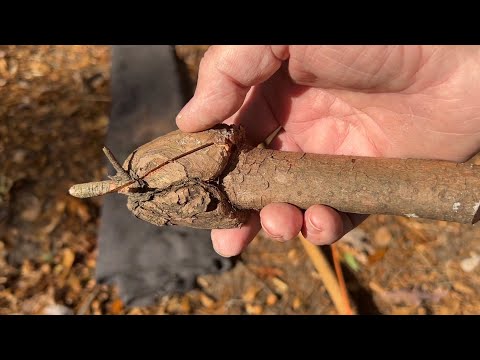 Few People Know About This Hidden Source Of Fatwood