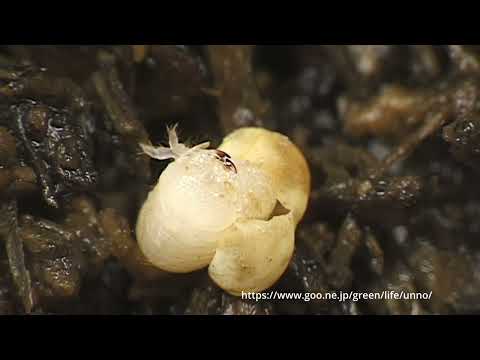 カブトムシの一生