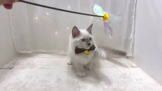 ラグドールの動画01