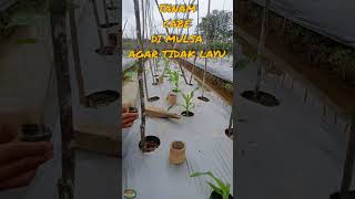 Download lagu CARA TANAM CABE AGAR TIDAK LAYU DI MULSA mp3