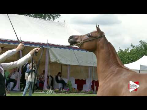 Strohen 2016 - Junior Fillies Ch