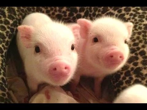 CUTE BABY PIGS COMPILATION 2018 #2 | Just Animal Videos