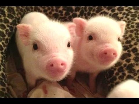 Compilation de bébés cochons mignons 2018 | just animal videos