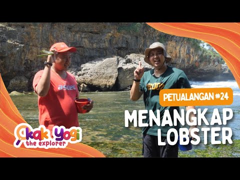 Kak Yogi The Explorer #24: Menangkap Lobster