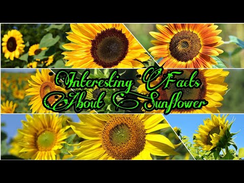 , title : 'Interesting Facts About Sunflower 🌻| सूरजमुखी को वैज्ञानिकों ने कभी फूल  माना ही नहीं'