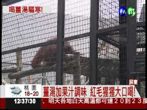 水果味的薑湯 紅毛猩猩靠它驅寒